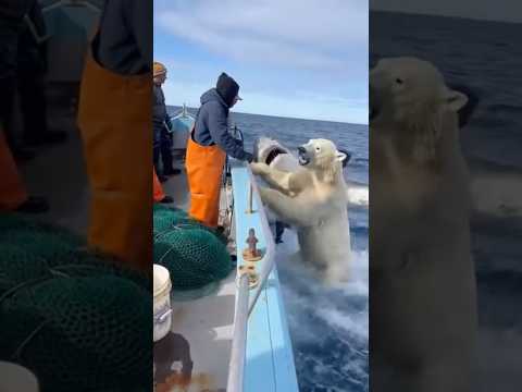 Polar Bear Climbed Our Boatโฆ Then a Shark Appeared! ๐ฑ๐ปโโ๏ธ๐ฆ