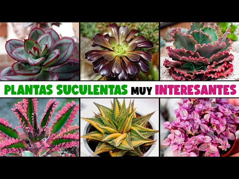 PLANTAS SUCULENTAS que SEGURO VAS A QUERER TENER en tu HOGAR