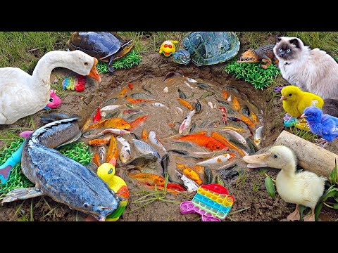 Mancing ikan hias dikolam, ikan lele, ikan koi, ikan cupang, ikan mas, kura-kura bebek angsa.part701