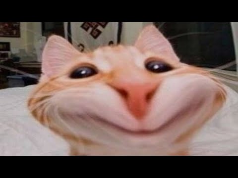 If Cats and Dogs Had a “Try Not to Laugh” Contest 😂 Pt 8