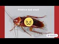 ការប្រឡងពីវីដេអូសិក្សា