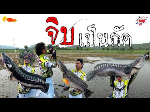 ตกปลาชะโดจิบชะโดครอก หมายอ่างเก็บน้ำ