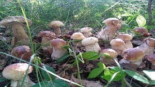 24 Серпня! Стільки Білих Грибів не було Вже 100 РОКІВ! Білі Гриби на кожному кроці! Гриби 2025