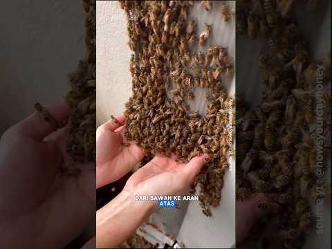 Komen unik pindahkan lebah #animals
