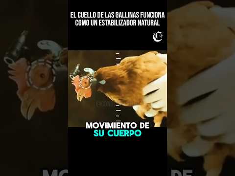 😲🐓🎥 La Magia detrás del Cuello de las Gallinas#ciencia #sabiasque #curiosidades #datoscuriosos #dato