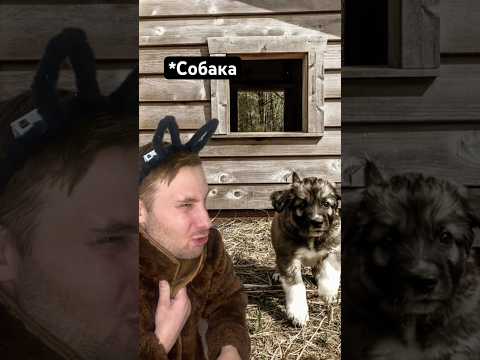 Очень злая собака😂 поддержи лайком❤️ #приколы