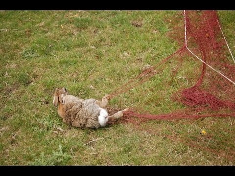 ferreting in derbyshire. vlog 001,ferrets,longnets,rabbits and the butcher!