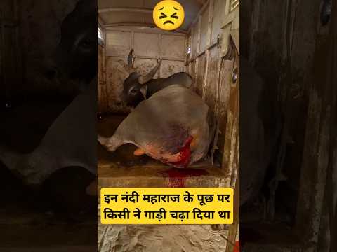 Watch Till End #sanatan #gaumata  #gaumatabhjan #cow #trending #trendingshorts #shorts