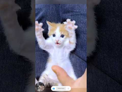 When Your Cat’s Big Plan Turns Into an Oops Moment 😂 | Funny Pet Short