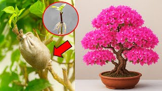 One Branch, Infinite Bougainvillea! Discover the Air Layering Hack