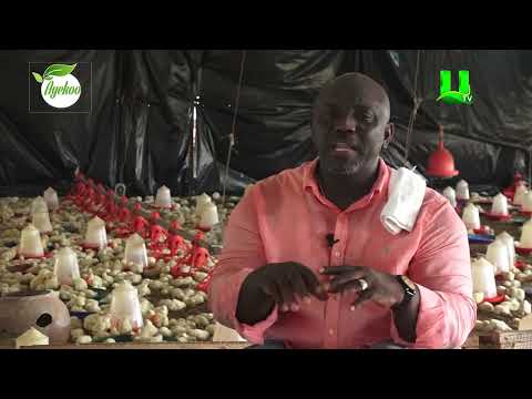 AYEKOO: BORIS CALLS FOR VALUE CHAIN IN POULTRY INDUSTRY