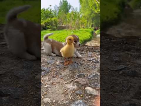 #dosti #cutebaby #world #viral #monawithdesiideas #ytshorts #baby #animal #birds #beautiful