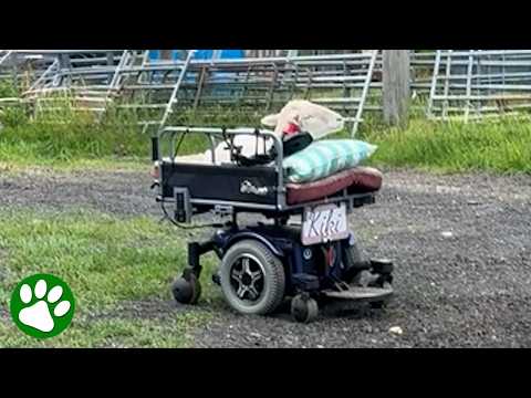 Sheep Drives Her Own “Wheelchair” Using Joystick