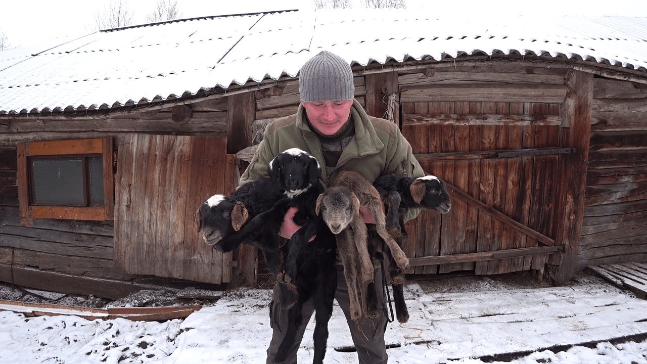 Я в приятном шоке, сколько их свалилось на мою голову! Жизнь в лесу. 332