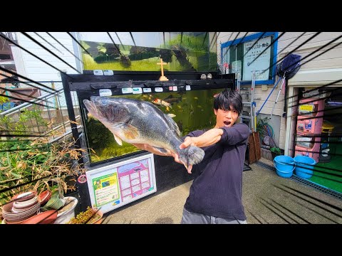 人が飼いきれなくなった生き物を保護している教会に巨大ブラックバスをプレゼントしてみた