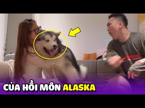 Chó hồi môn Alaska bảo vệ mẹ đến mức nào? 😂