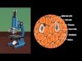 Plant Cell Structure and Functions