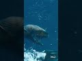 Observations of Oceanic Scenes