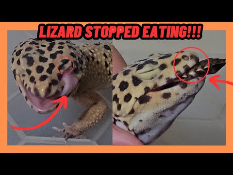 HELPING A LEOPARD GECKO THAT WONT EAT!!!  Assist Feed Lizards!