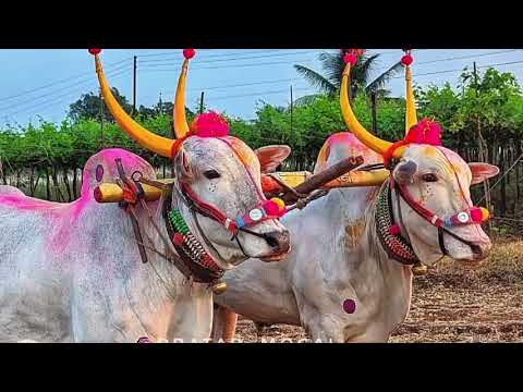 नाद नाय करायचा सर्जा राजाचा | Nad Naay Karaycha Sarja Rajacha - DJ bail pola, महाराष्ट्र बेंदुर.