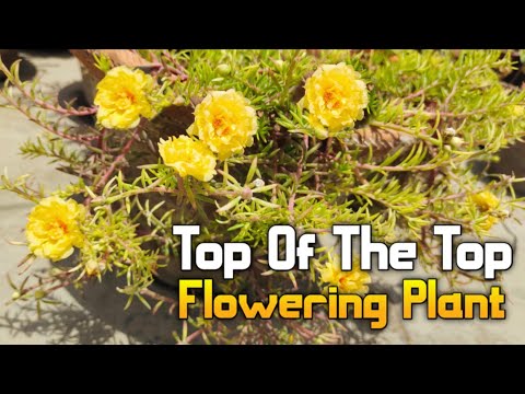 Top Of The Top Summer Flowering Plant - The Best Flowering Plant You All Need