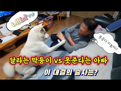 막둥이와 아빠의 ㅇㅇㅇ 쟁탈전!!!