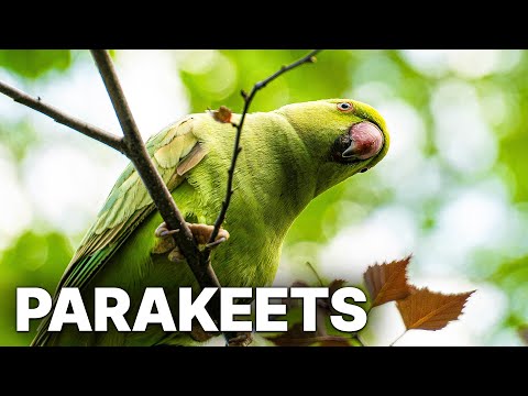 Our Alien Animal: Parakeets | Documentary