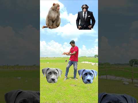 बंदर मामा आये बंद पायजा ले देखो कुत्रा आया फिर बिल्ली आहे monkey dog cat funny vfx video #short