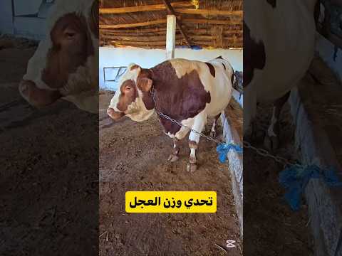 وزن العجل الحيمر