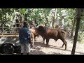 Download Video Ganas...Sapi Jantan Sergap Sapi Betina Untuk Dikawini... 02 Download Video Ganas...Sapi Jantan Sergap Sapi Betina Untuk Dikawini... 02