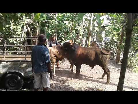 Download Video Ganas...Sapi Jantan Sergap Sapi Betina Untuk Dikawini... Download Video Ganas...Sapi Jantan Sergap Sapi Betina Untuk Dikawini...