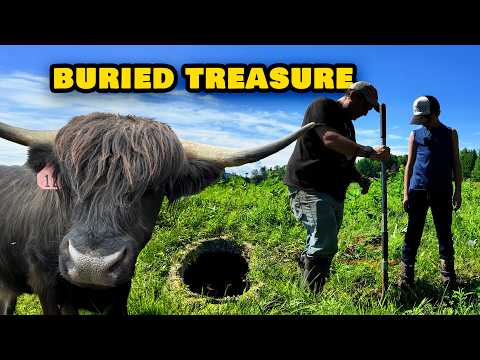 My Bull Accidentally Found Buried Treasures