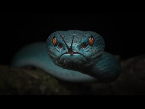 The subtlety of the serpent is here - how to protect yourself