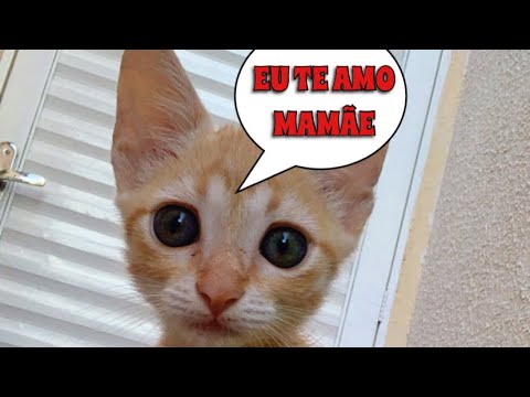 COMO OS GATOS DIZEM EU TE AMO! #cats