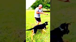 GERMAN SHEPHERD PUPPIES FOR SALE MIAMI FLORIDA