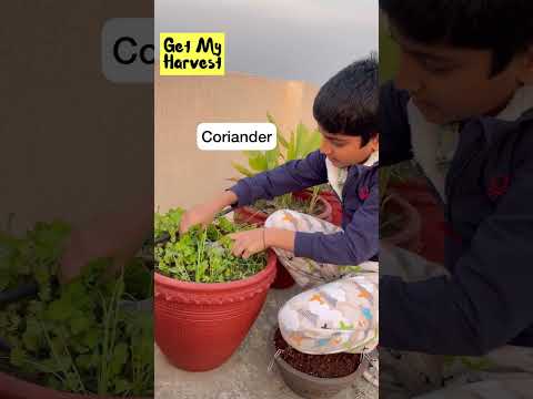 Welcome to our Terrace Garden on 3rd floor | घर की छत पर सब्जियां #Shorts