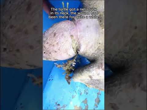 Dolphin calls for help to save turtle #animalsoftiktok #rescue #animal #rescueanimals #turtle