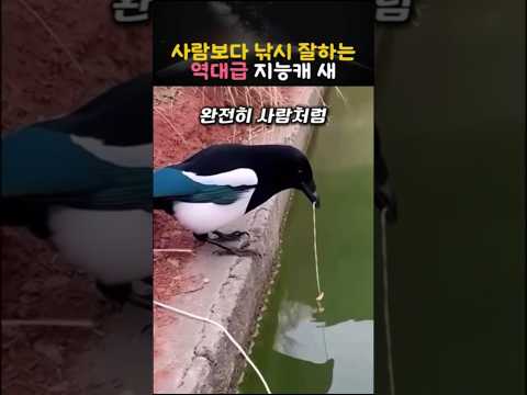 사람보다 낚시 잘하는 역대급 지능캐 새