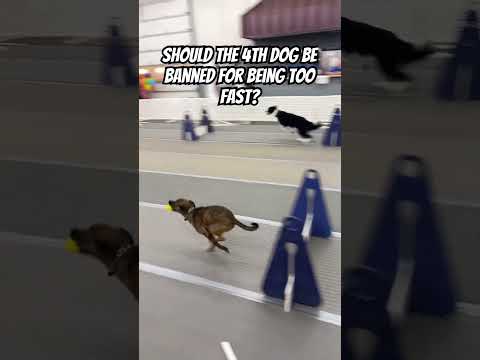 Should the 4th dog be banned? #dogs #sports #flyball #racing #sprinter #fast