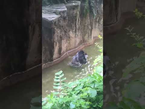 Harambe - The Gorilla Who Was Killed To Save A Child 🦍