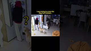 【旺仔很忙🐶wangzai is busy】本想吓狗子一跳结果I was trying to scare the dog, but instead...
