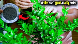 इस का जादू /नींबू में होश उड़ा देगा,इतने नींबू लगेंगे की आप तोड़ते थक जाओगे | Lemon Plant Fertilizer