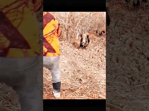 охота на кабана на очень близком расстоянии.#chase #hunting#challenge #wildboar #cinghiale