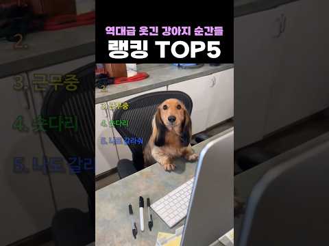 역대급 웃긴 강아지 순간들 랭킹 TOP5