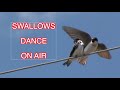 Barn Swallow and Cliff Swallow Behavior
