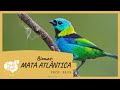 Impactos e Características da Mata Atlântica
