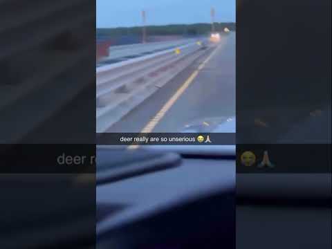 Deer are so not serious bro said some yeah itโs time to run