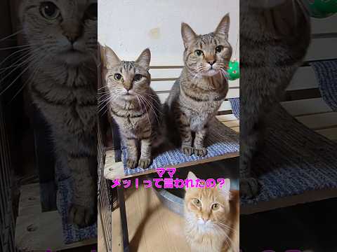 ママに怒られた💦 楓とポンちゃん