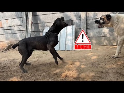 Cane Corso vs Alabai Dog Aggression Or कुत्ते को क्या ख़ाना देना चाइये 🍱@SANDHUAGROFARM