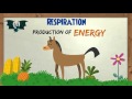 Exploring Photosynthesis and Respiration in Plants